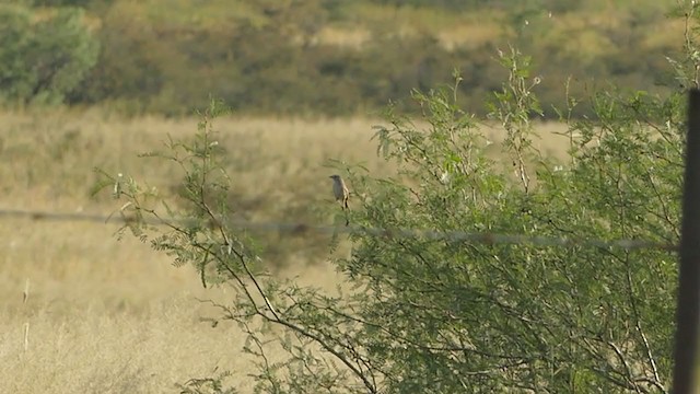 Botteri's Sparrow - ML381422621