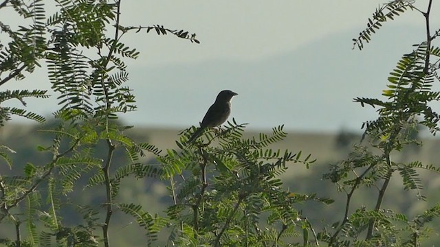 Botteri's Sparrow - ML381422631