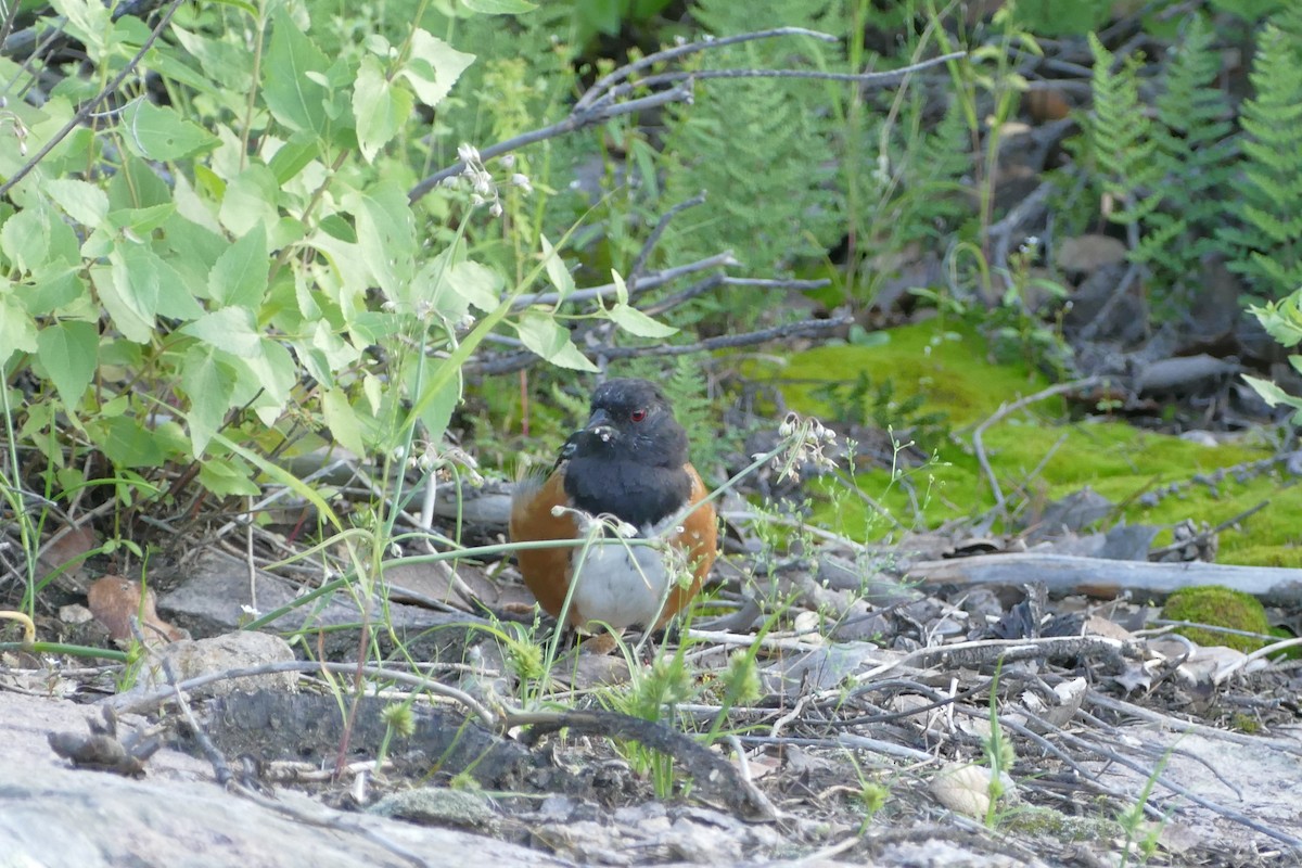 Spotted Towhee (maculatus Group) - ML381423031