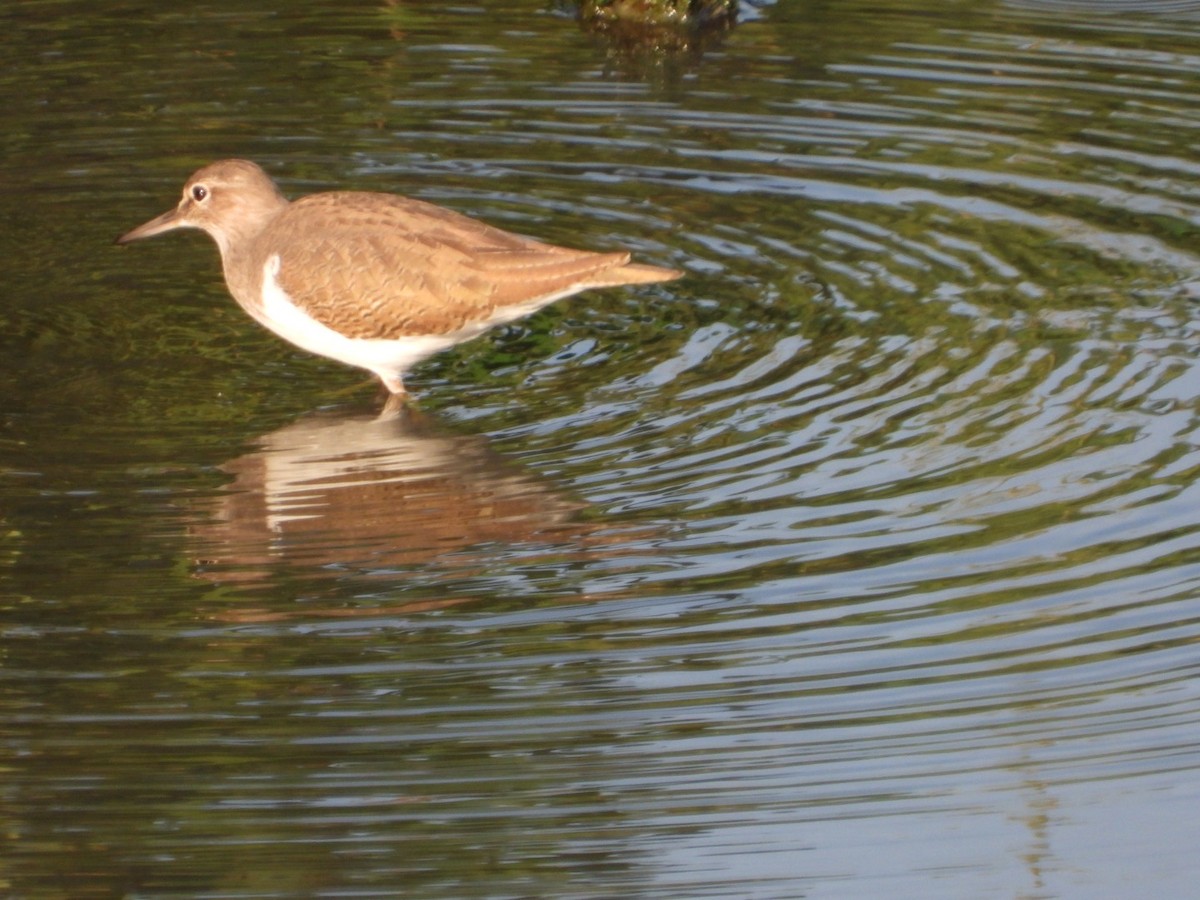 Common Sandpiper - ML381423501