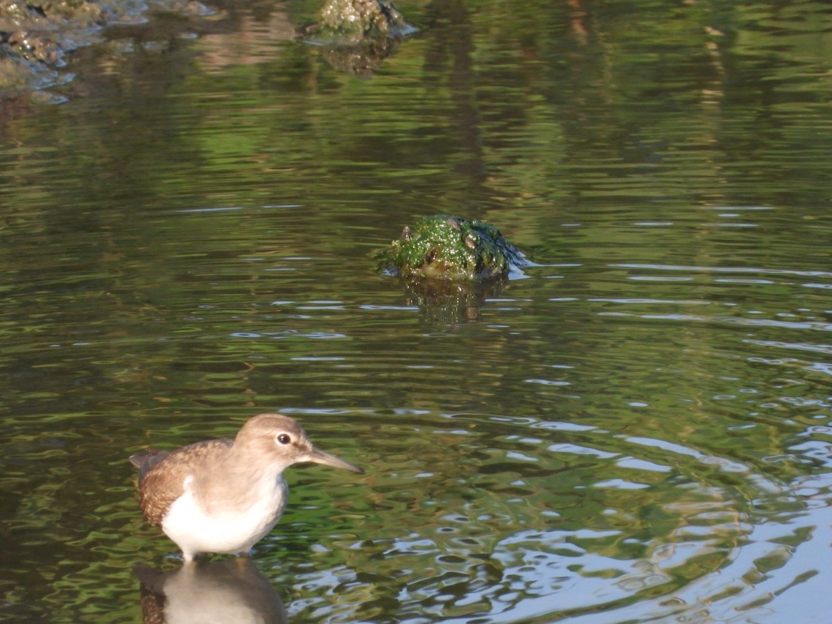 Common Sandpiper - ML381423511