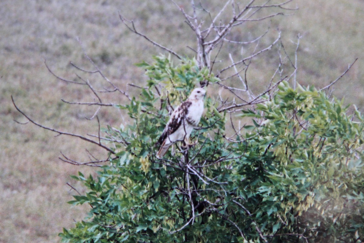 Red-tailed Hawk - ML381424941