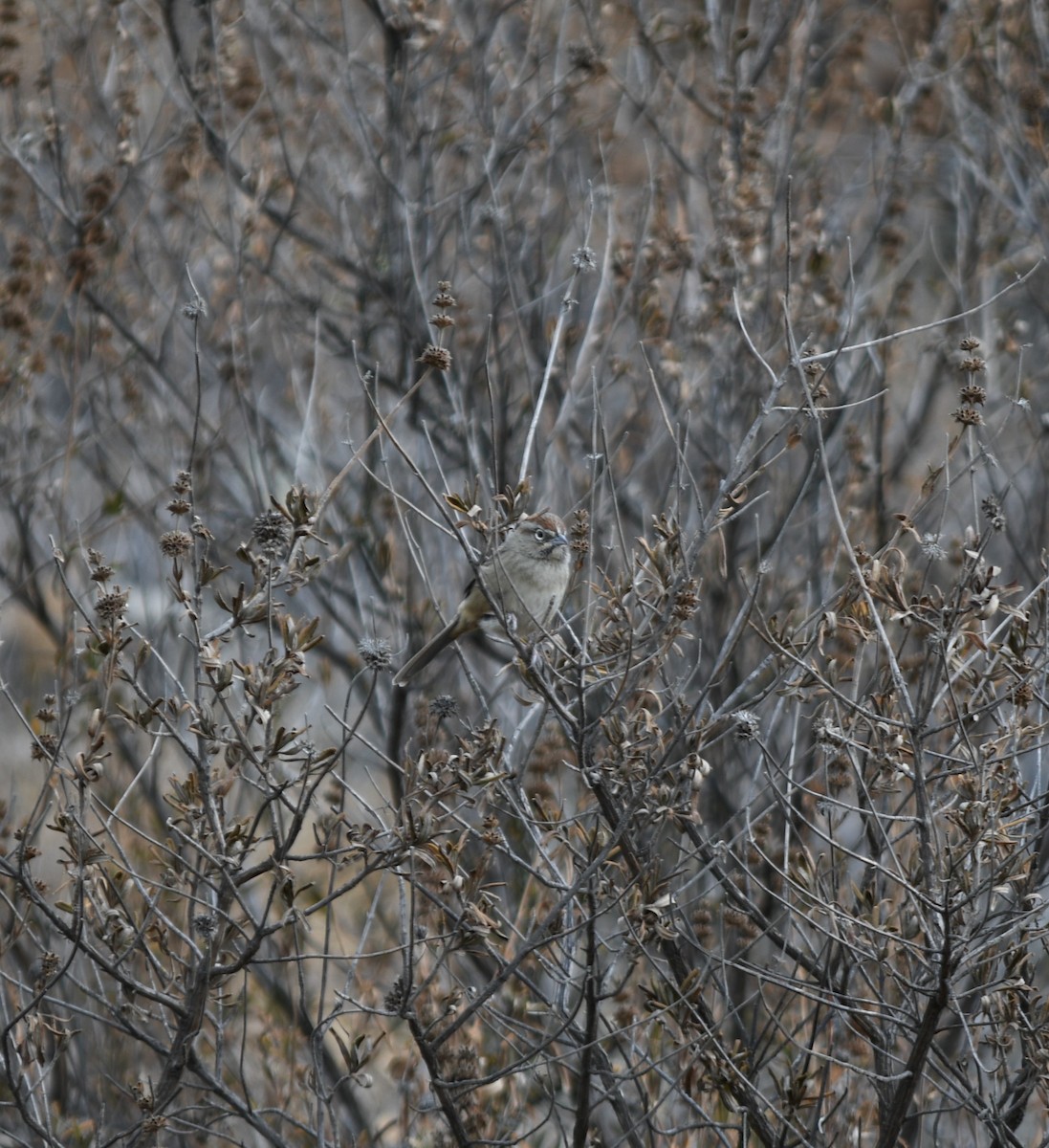 Rufous-crowned Sparrow - ML381426381