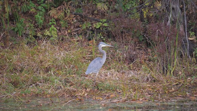 Great Blue Heron - ML381428561