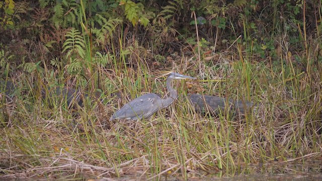 Great Blue Heron - ML381428631