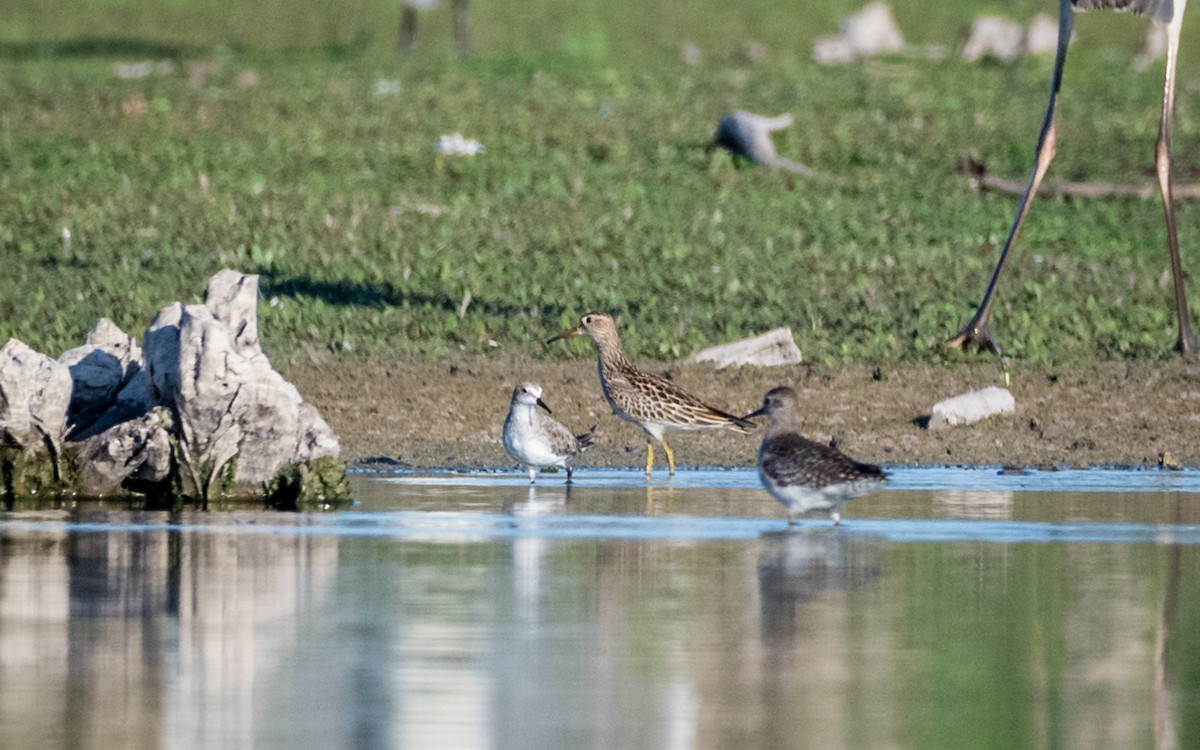 Pectoral Sandpiper - Sharang Satish