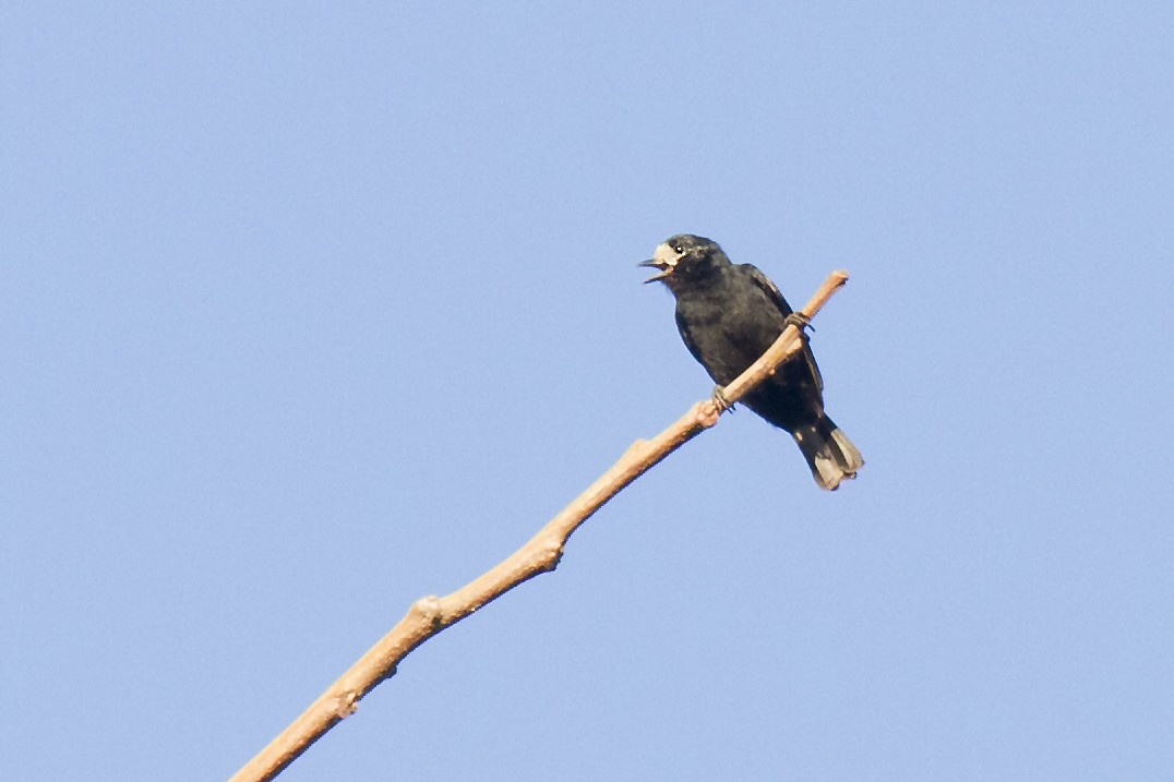 White-fronted Tit - Peter Candido