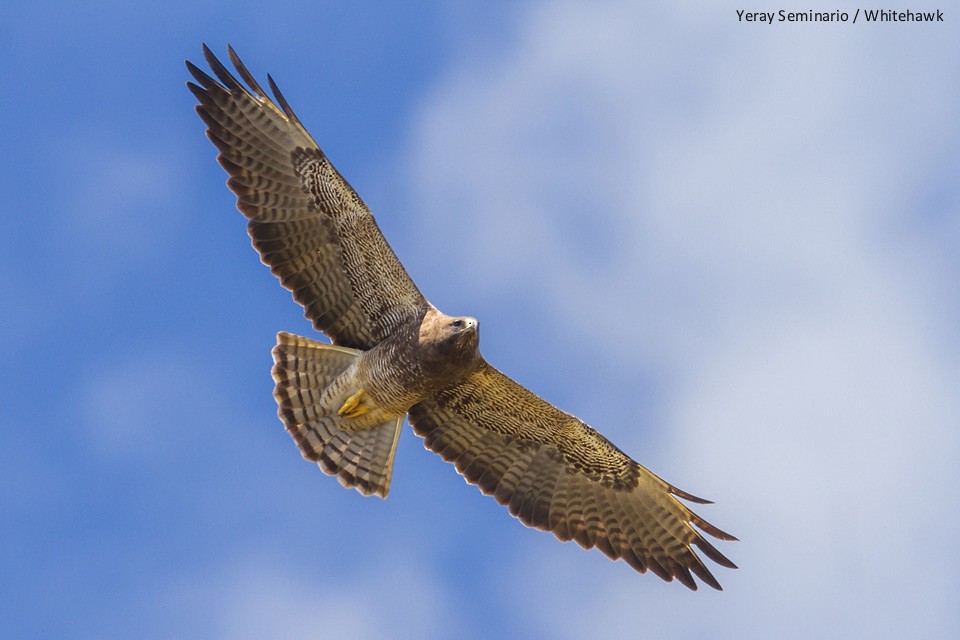 Swainson's Hawk - ML38143231