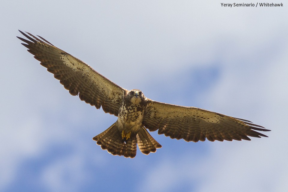 Swainson's Hawk - ML38143241