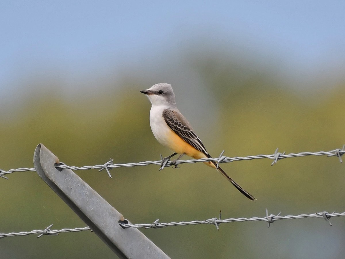 Scissor-tailed Flycatcher - Bill Massaro