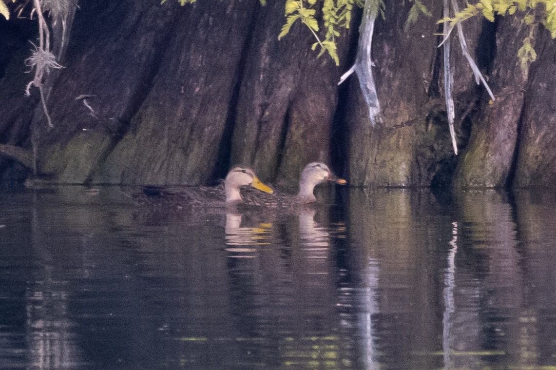 Mottled Duck - ML381438391