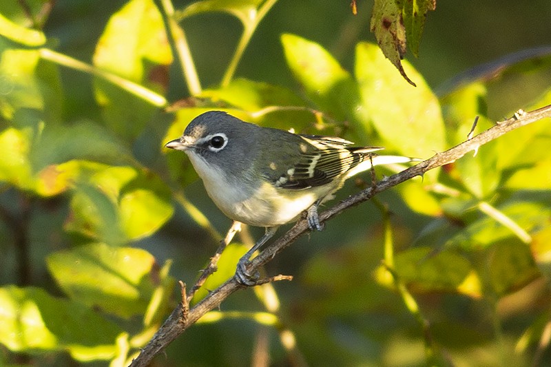 Blue-headed Vireo - ML381439161