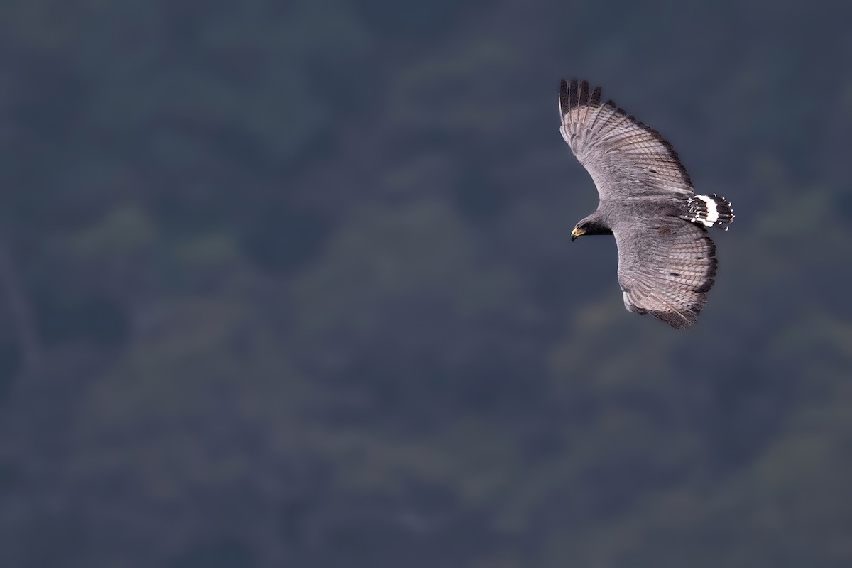 Solitary Eagle - Lev Frid | Rockjumper Birding