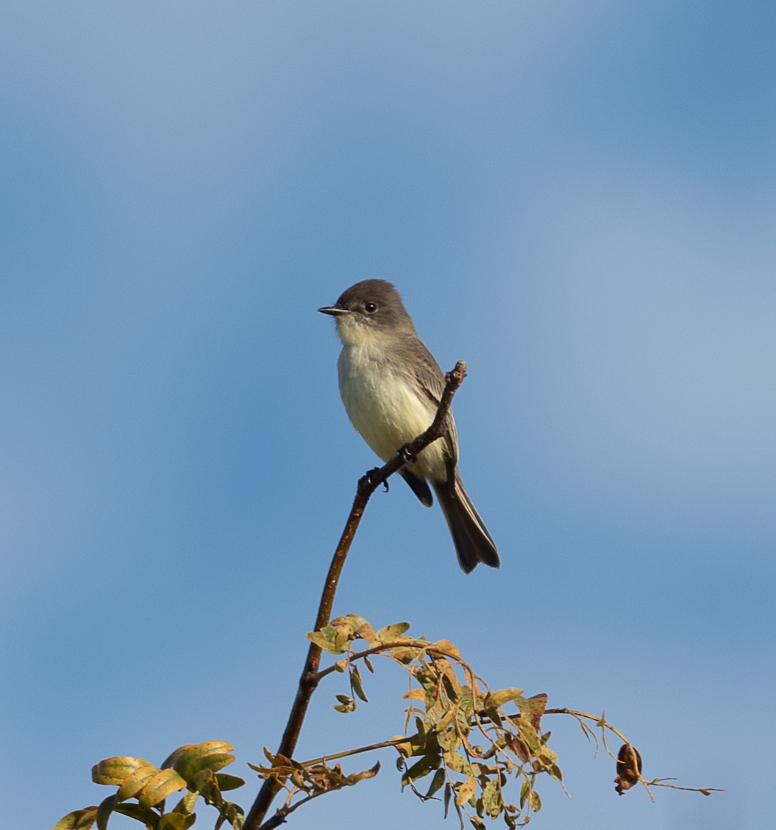 Eastern Phoebe - ML381441561