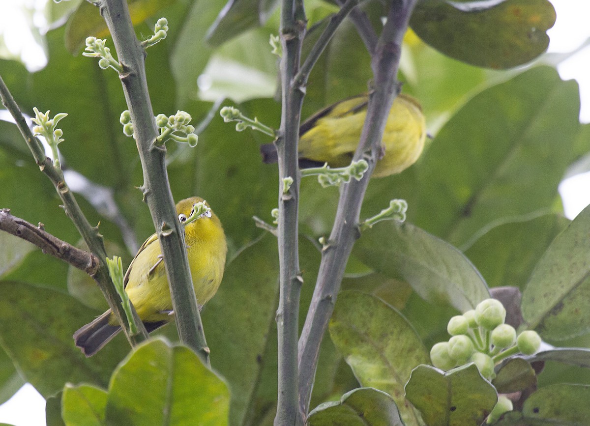 Yellowish White-eye - ML381442091