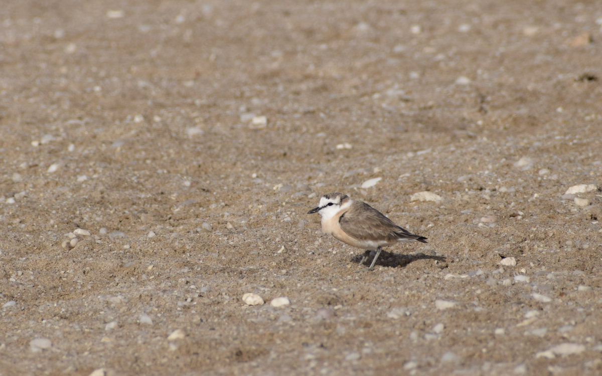 White-fronted Plover - ML381442821