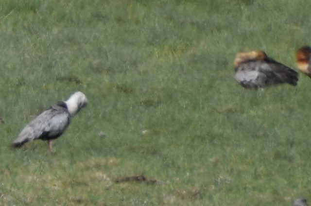 Black-faced Ibis - ML38144361