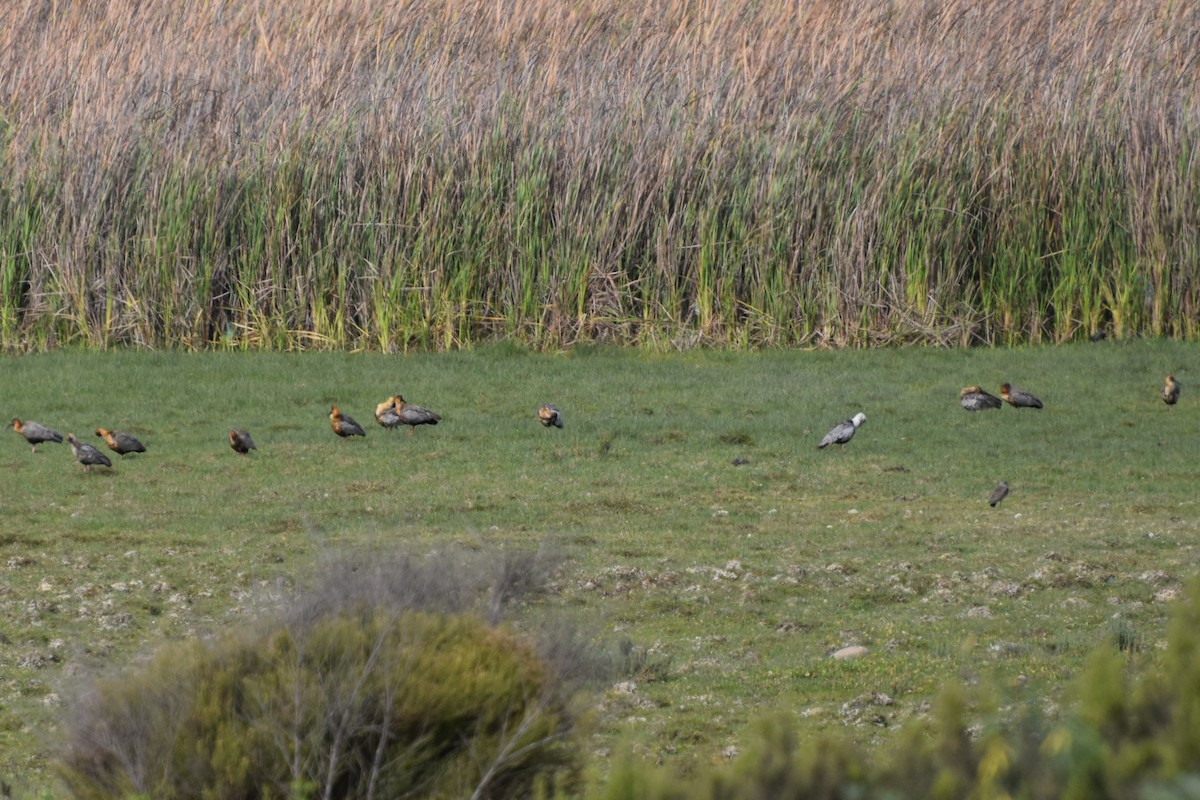 カオグロトキ - ML38144421