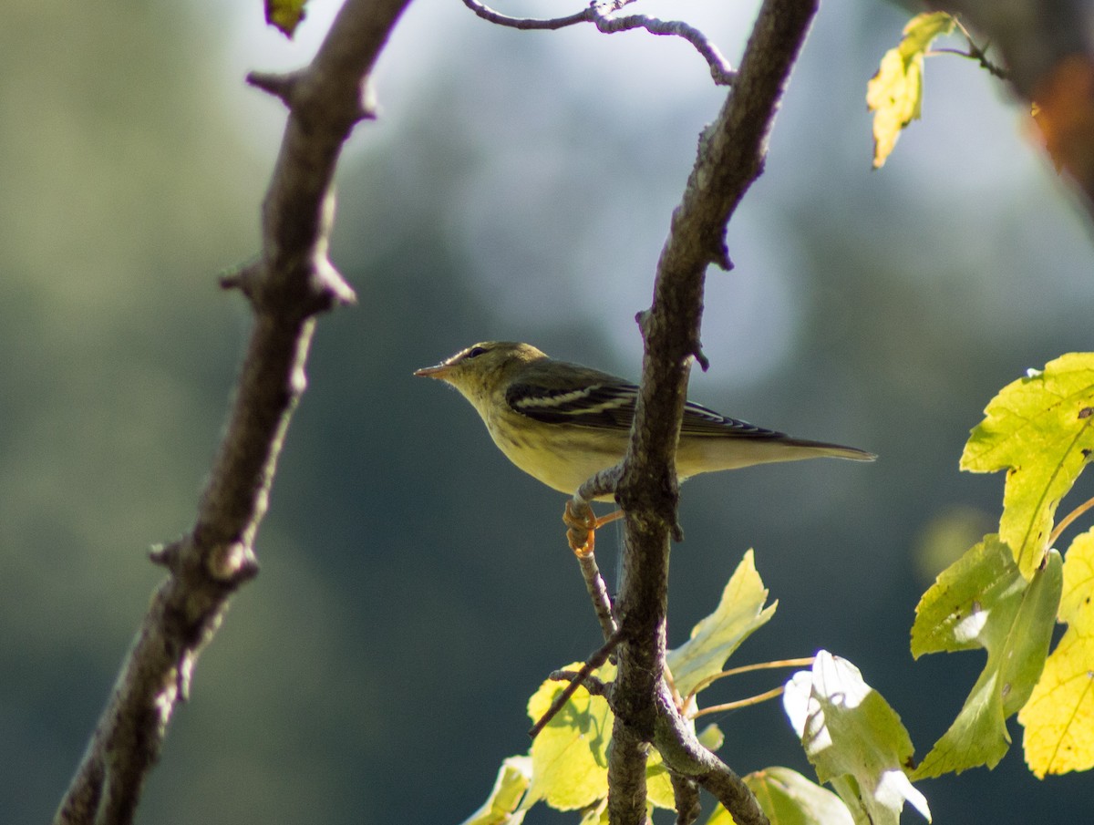 Blackpoll Warbler - ML381445141