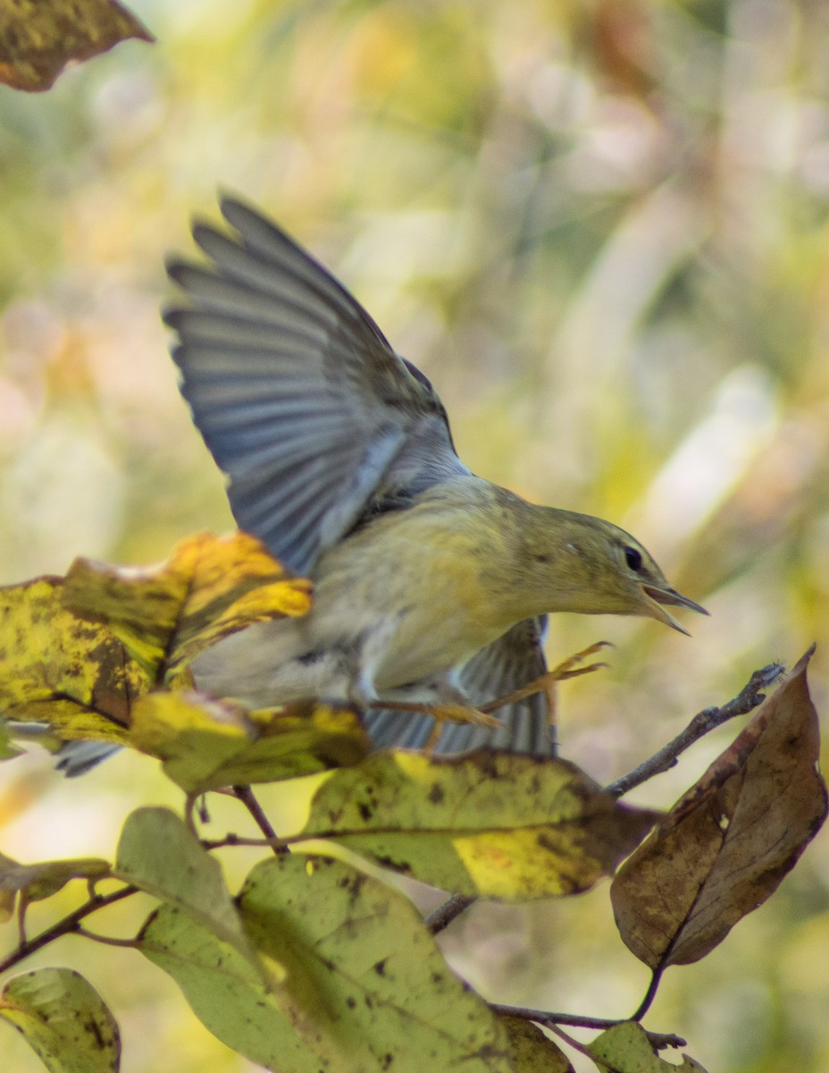 Blackpoll Warbler - ML381445201