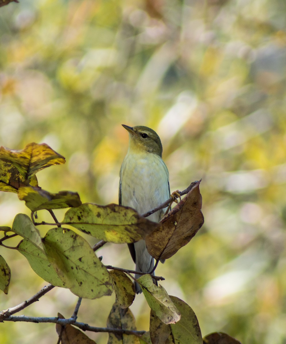 Blackpoll Warbler - ML381445231