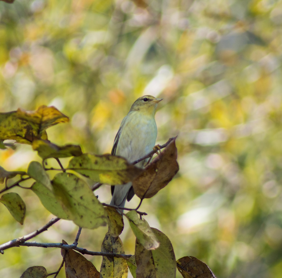 Blackpoll Warbler - ML381445261