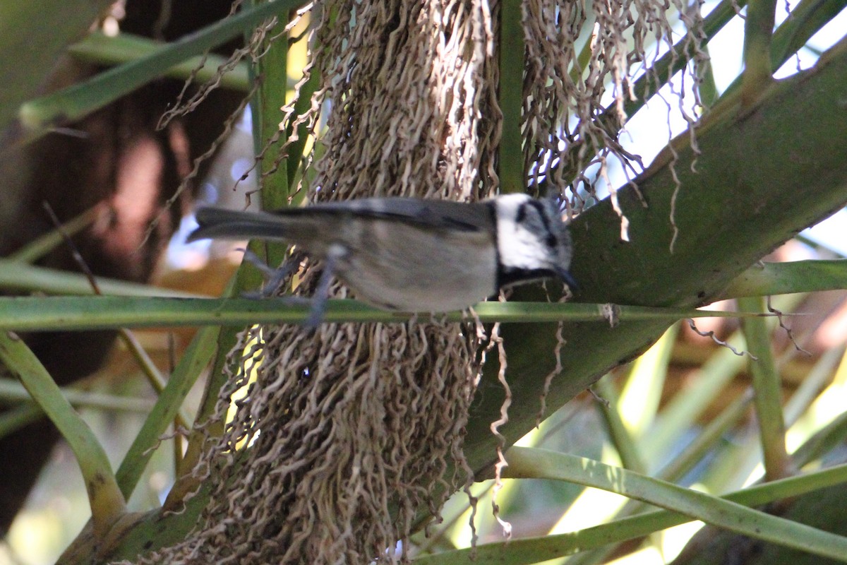 Crested Tit - ML381445501