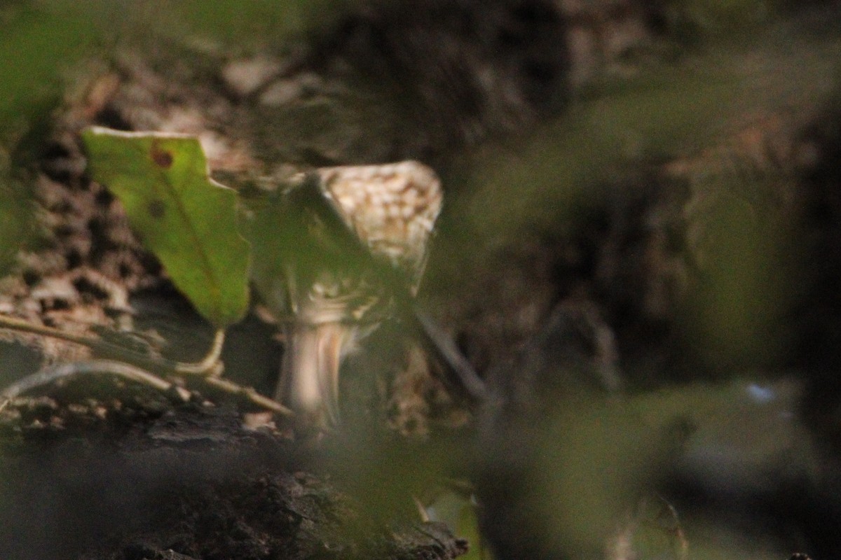 Short-toed Treecreeper - ML381445531