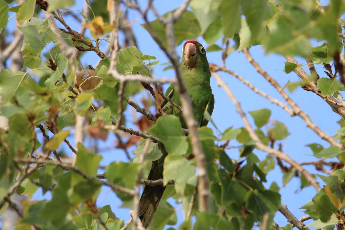 Guayaquil Papağanı - ML381445711