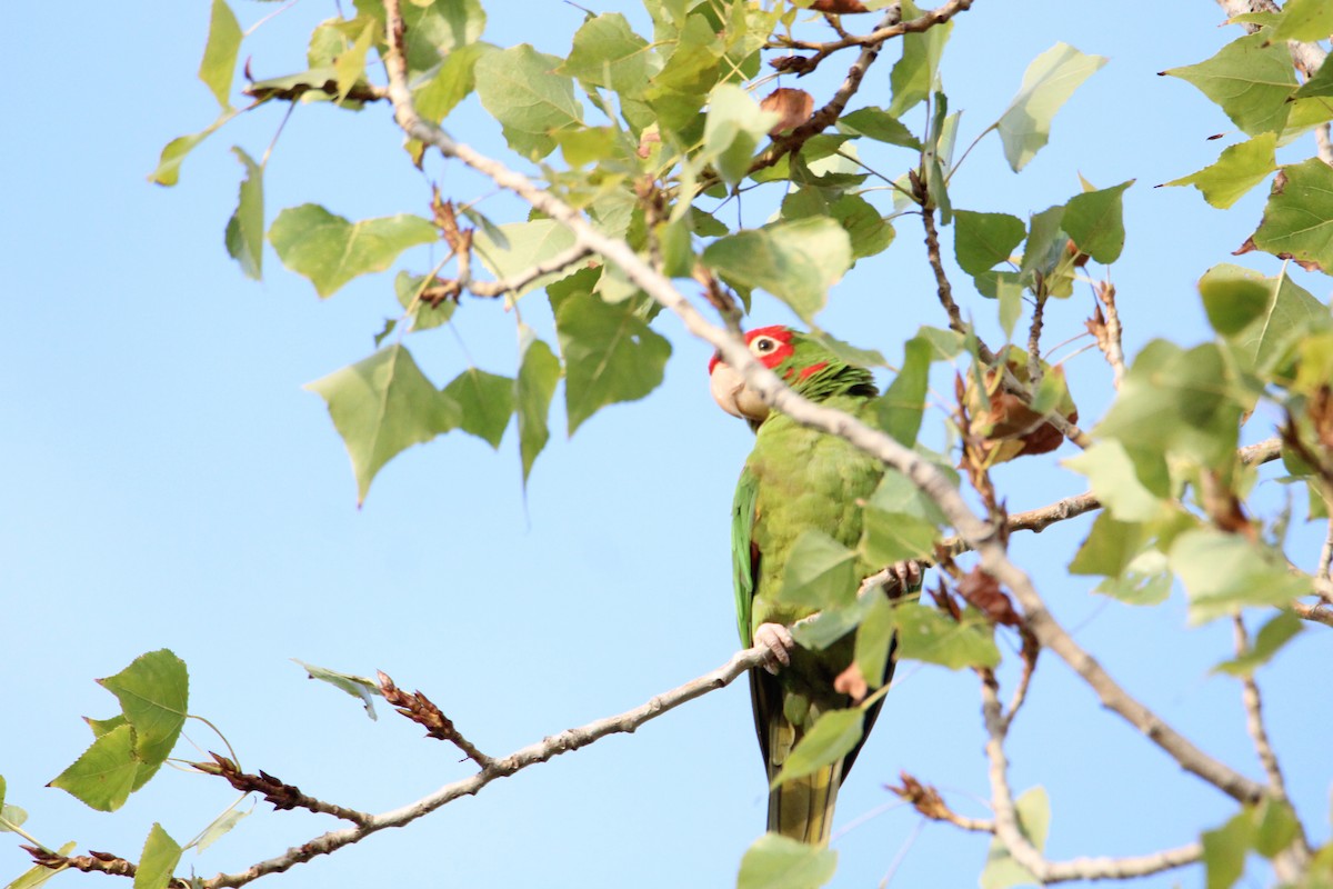 Red-masked Parakeet - Alejandro Sanz