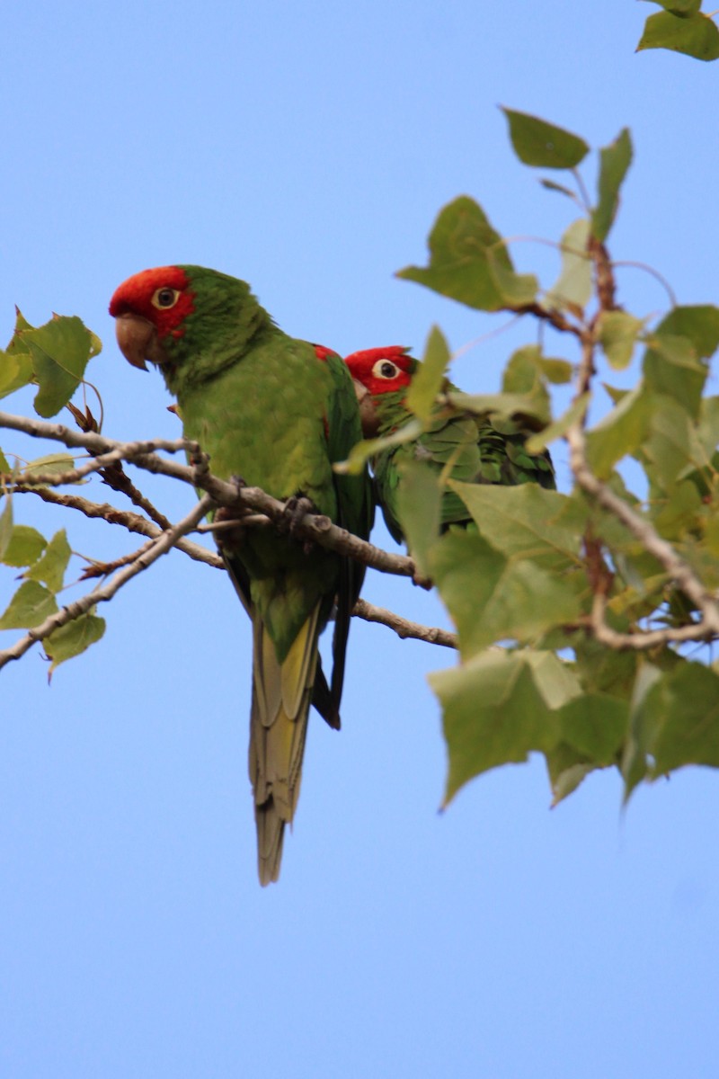 Guayaquil Papağanı - ML381445761