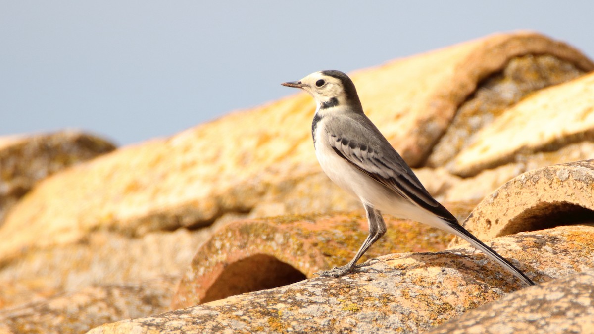 White Wagtail - ML381447101