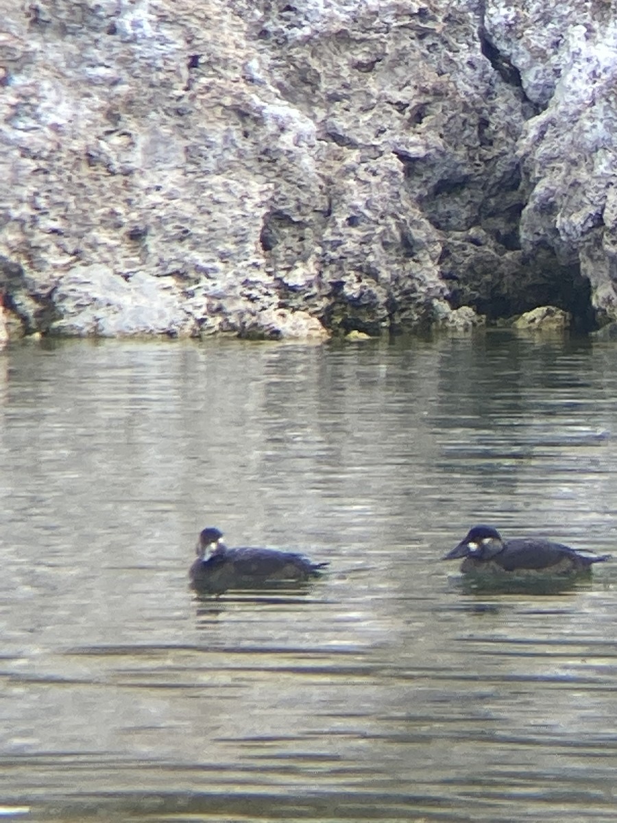 Surf Scoter - ML381448011