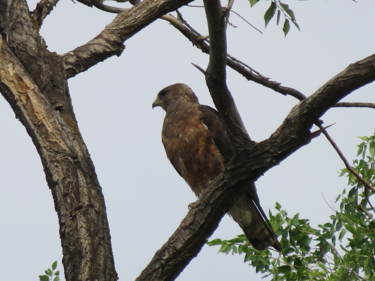 Swainson's Hawk - ML38144861