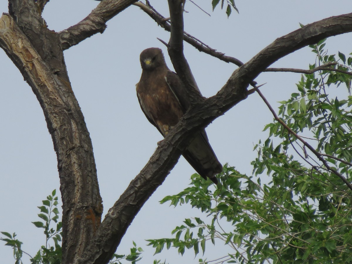 Swainson's Hawk - ML38144871