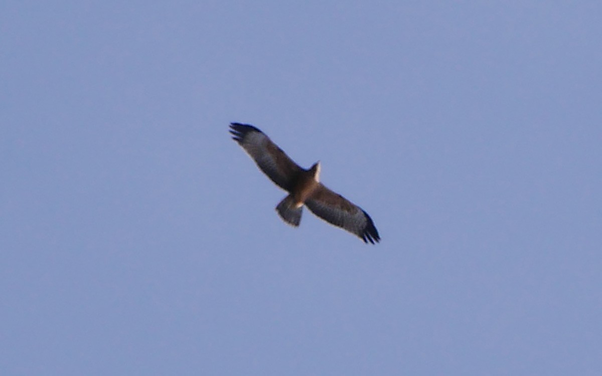 Oriental Honey-buzzard - Sandeep Biswas