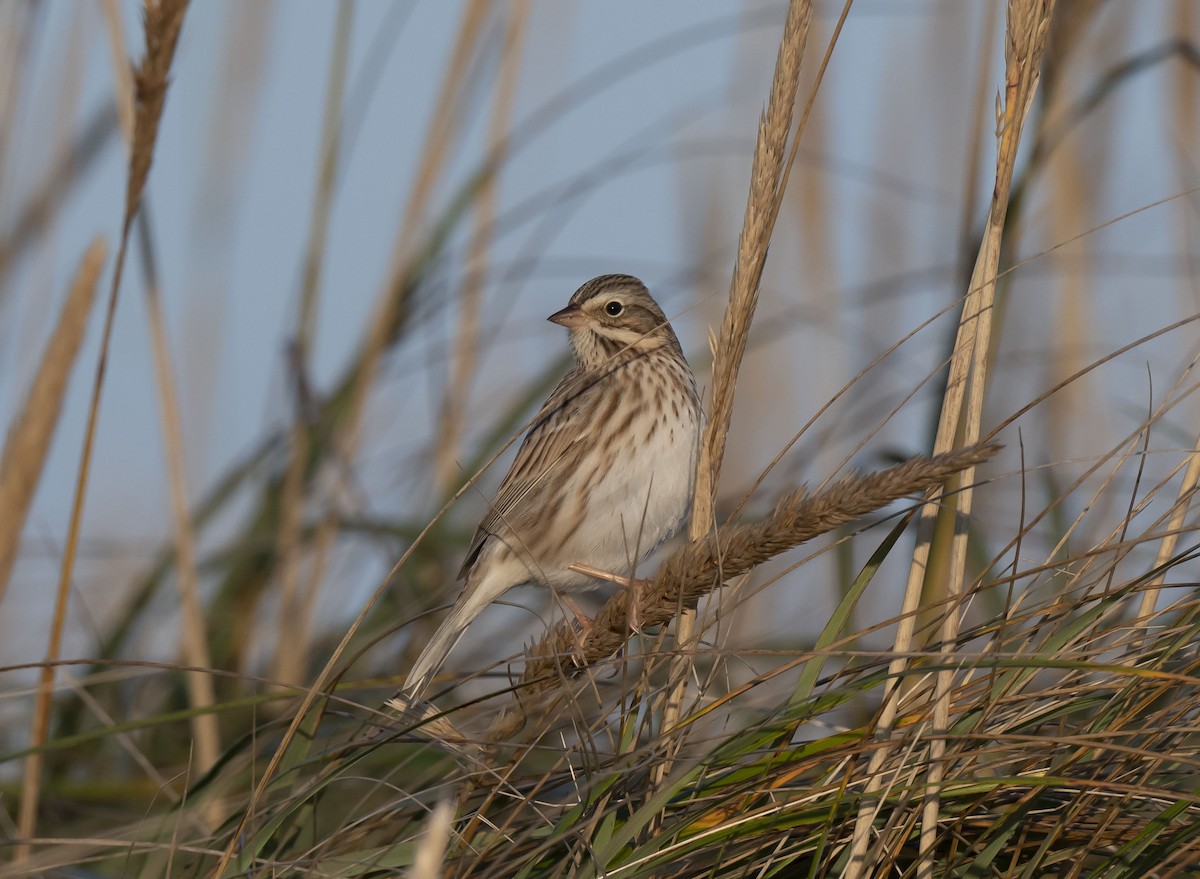 Savannah Sparrow (Ipswich) - ML381455141
