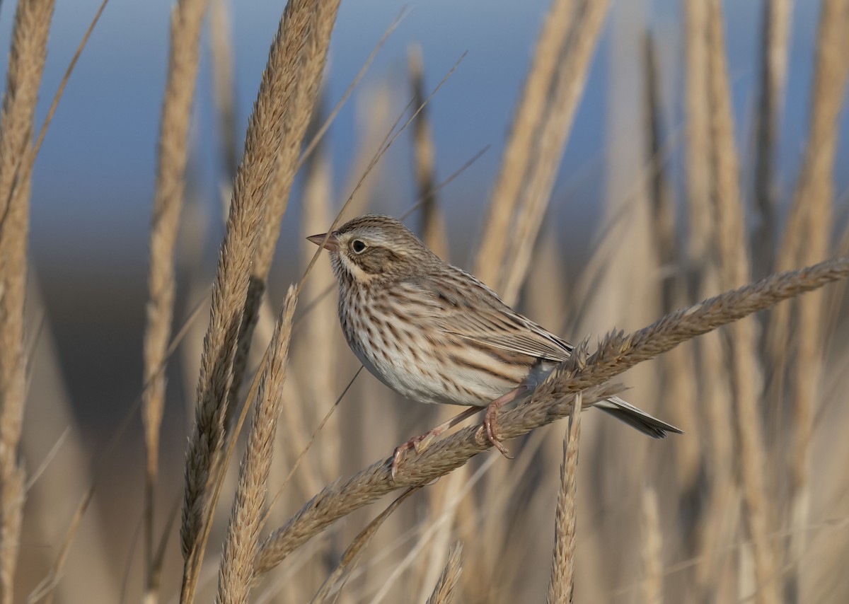 Savannah Sparrow (Ipswich) - Ronnie d'Entremont