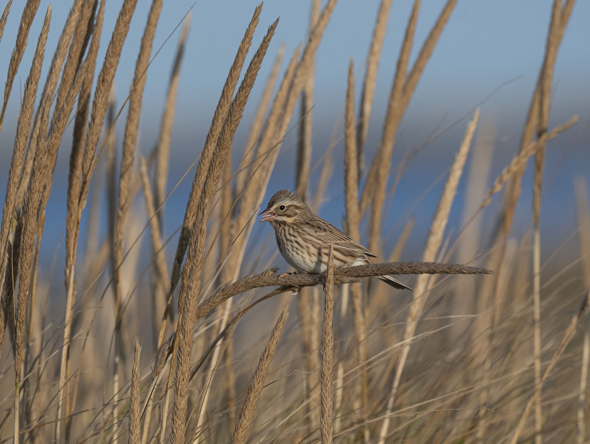 Savannah Sparrow (Ipswich) - Ronnie d'Entremont