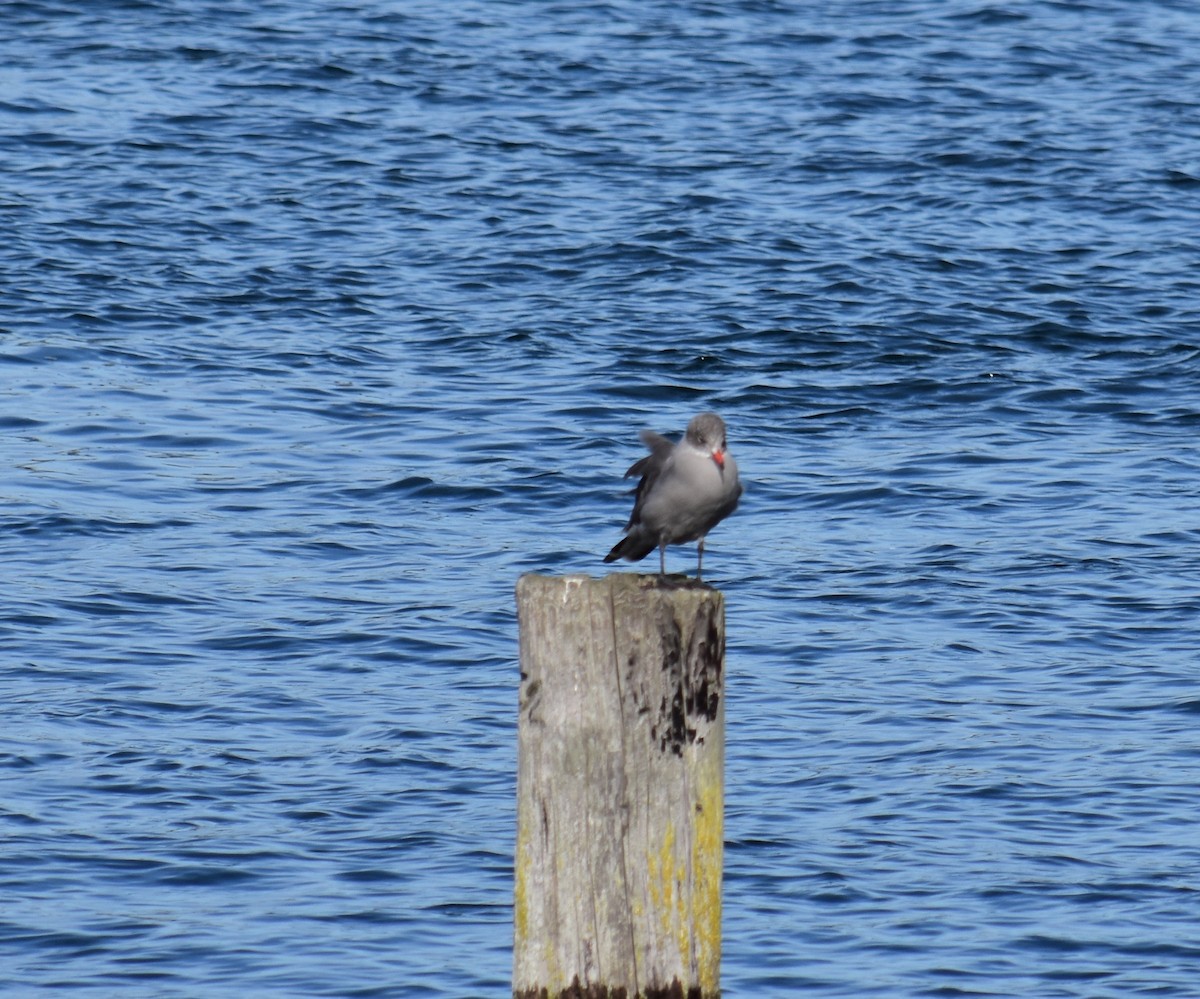 Heermann's Gull - Edward Pullen