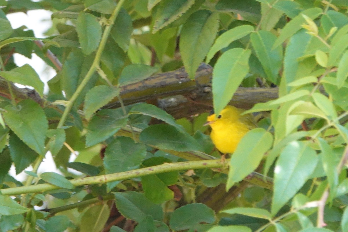 Wilson's Warbler - ML381457481