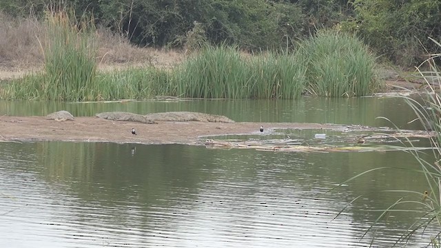 African Skimmer - ML381460821