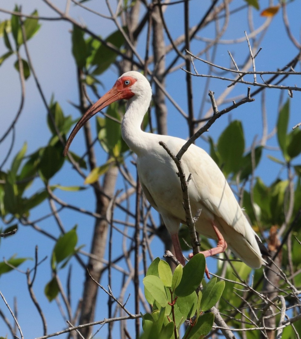 ibis bílý - ML381463301