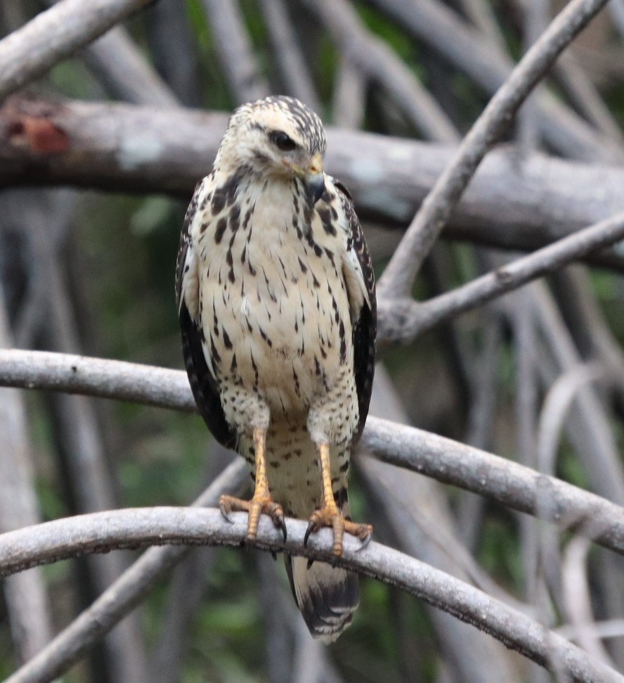 Common Black Hawk - ML381463441