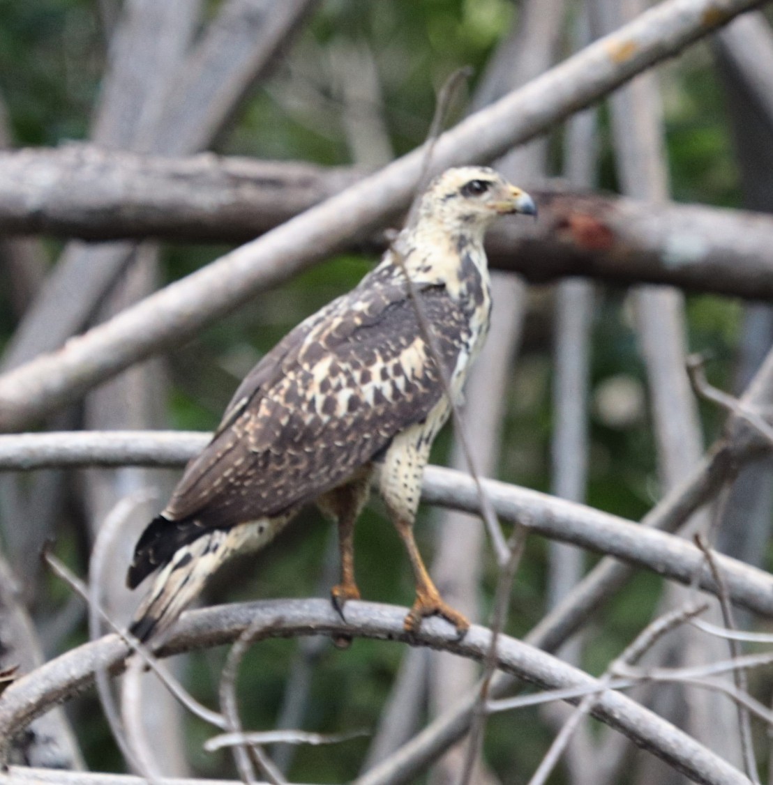 Common Black Hawk - ML381463451