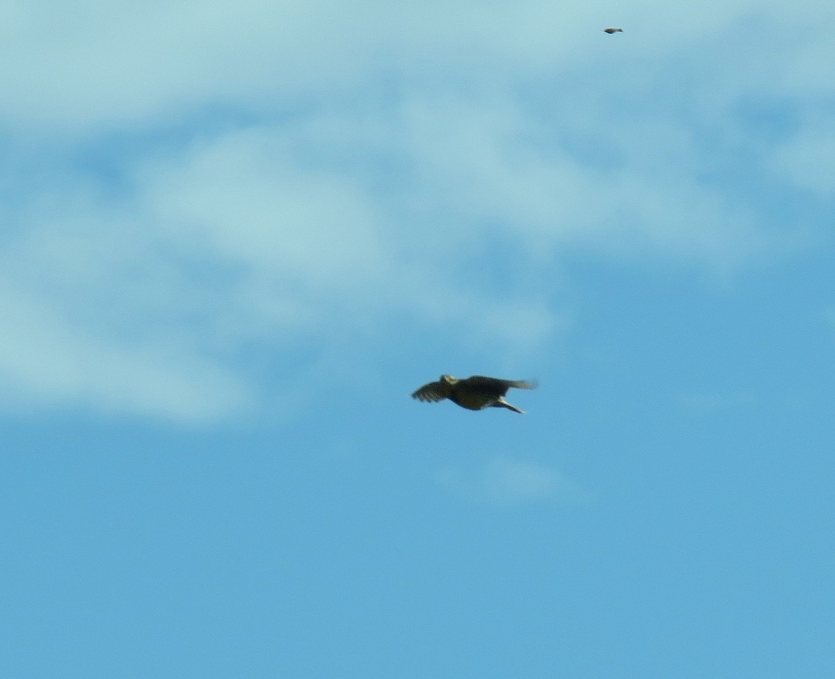 Eastern Meadowlark - ML381463651