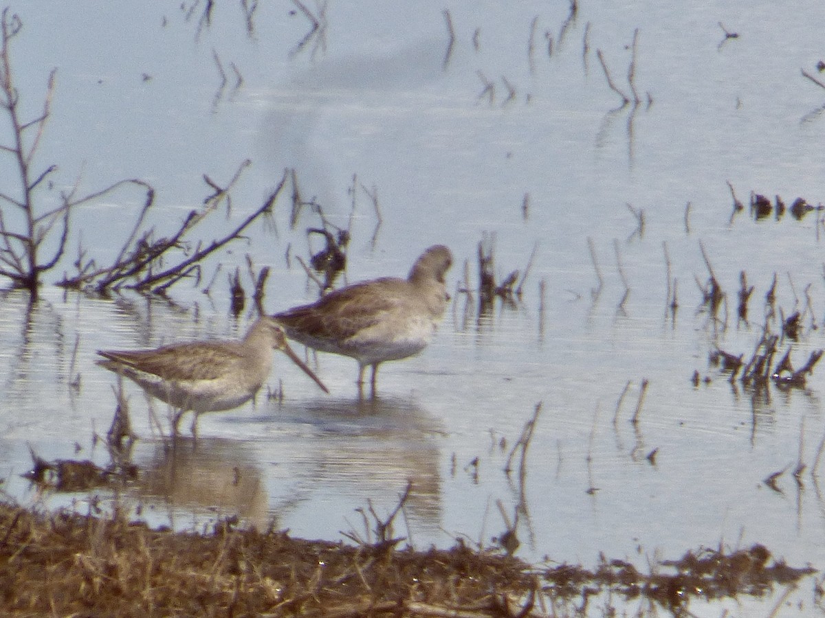 Long-billed Dowitcher - ML381464221