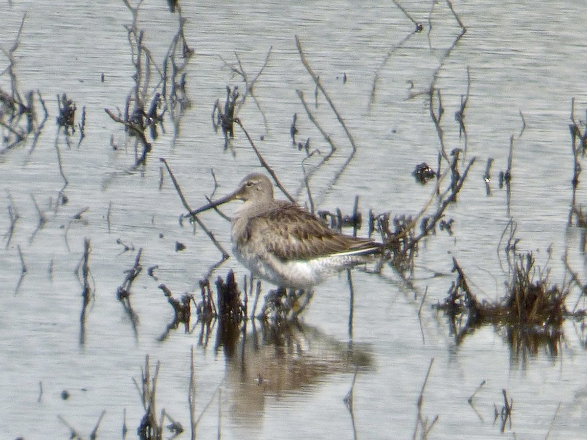 Long-billed Dowitcher - ML381464231