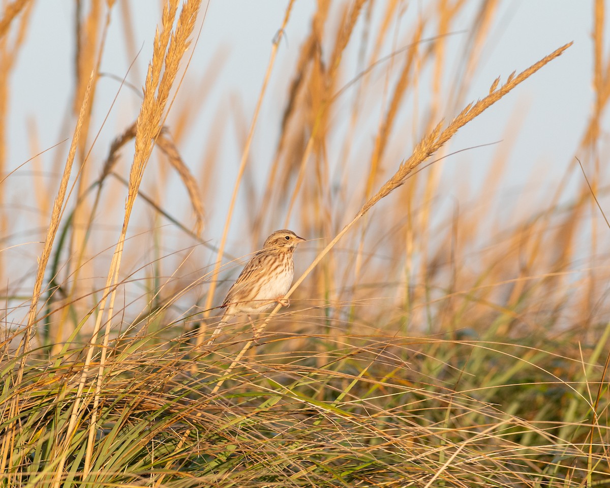 Savannah Sparrow (Ipswich) - ML381465091