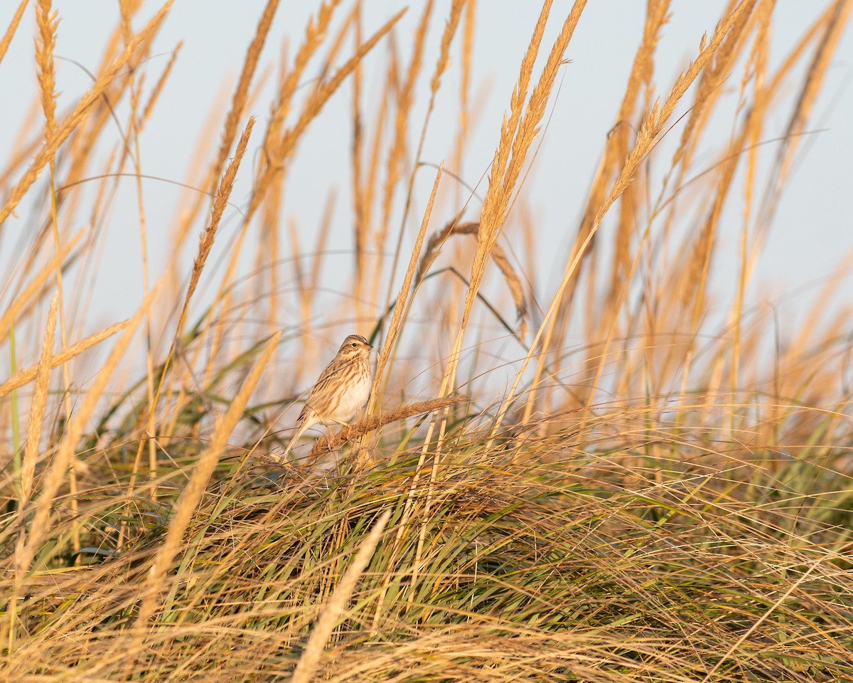 Savannah Sparrow (Ipswich) - ML381465121